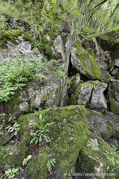 bois et rochers
wood and rocks